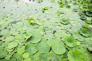 lírios. folhas do lótus dentro a lago. água gotas em lótus folhas foto