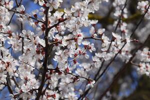 Damasco flores em árvore galhos. Primavera floração jardim. foto