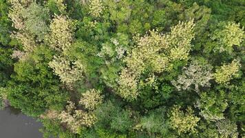 aéreo Visão do verde floresta dentro a meio do a rio foto