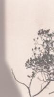 abstrato fundo com Holofote efeito e tropical folhas sombra. folhas sombras fundida em a estético parede fundo foto