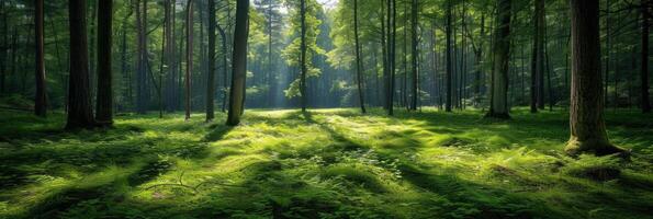 ai gerado lindo foto do uma verão floresta para fundo