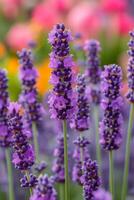 ai gerado uma fragmento do perfumado lavanda, atraindo abelhas e adicionando uma calmante odor foto