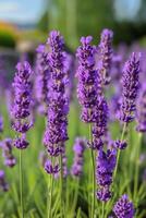 ai gerado uma fragmento do perfumado lavanda, atraindo abelhas e adicionando uma calmante odor foto