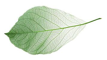 ai gerado a translucidez do uma da folha veias, uma rede do sangue vital gravado dentro verde foto