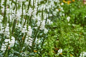 jovem florescendo branco fisóstegia virginiana flores para paisagismo, jardinagem foto