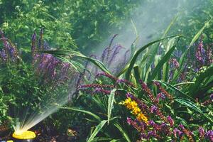 aspersor rega flores em uma quente dia, irrigação sistema, jardinagem, paisagismo foto