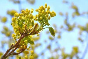 Primavera florescendo árvore brotar.o haste do uma plantar foto