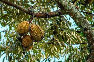 fresco local indonésio Durian. a durian é ainda em a árvore, mantendo Está frescor. a durian árvore. foto