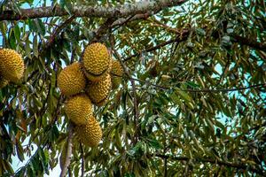 fresco local indonésio Durian. a durian é ainda em a árvore, mantendo Está frescor. a durian árvore. foto