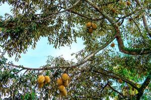 fresco local indonésio Durian. a durian é ainda em a árvore, mantendo Está frescor. a durian árvore. foto