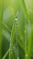 ai gerado uma fechar acima do água gotas em uma lâmina do Relva foto