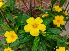 Damiana flor plantas flor deslumbrantemente foto