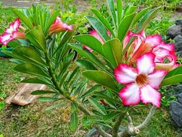 adenium flores estão brilhante vermelho e fresco foto