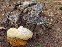 cogumelos em madeira dentro moradores' jardas foto