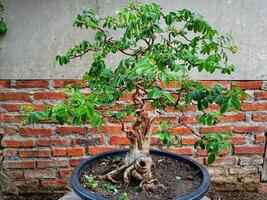 lindo bonsai árvore dentro uma casa Panela foto