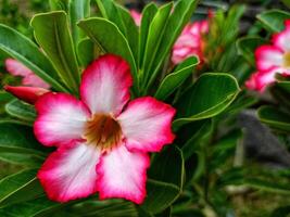 adenium flores estão brilhante vermelho e fresco foto