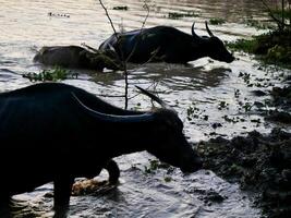 uma rebanho do búfalos natação dentro a lago, a búfalos este venha Fora do a fazendas às nascer do sol ir para pastar em a pastagens e Retorna para a Fazenda às pôr do sol foto