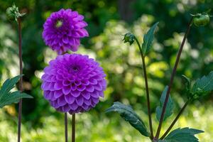 dois roxa dália flores dentro uma verão jardim em uma verde borrado fundo com bokeh. foto