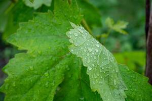 gotas do água em verde folhas do uvas depois de chuva dentro a Vinhedo. foto