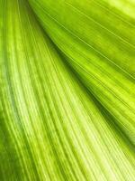 verde folha textura fundo com luz atrás. foto