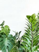 plantar monstera deliciosa, zamiokulkas e ficus em branco fundo. minimalismo foto