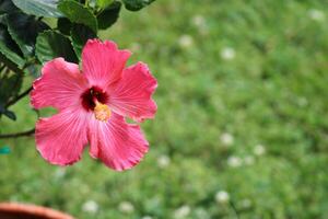 flores dentro a selvagem natureza foto