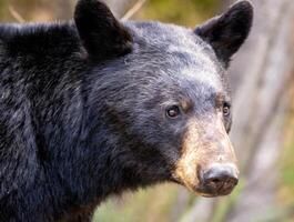 Preto Urso fechar acima foto