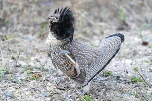 bagunçado galo silvestre Saskatchewan foto