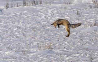 Raposa Caçando Canadá foto