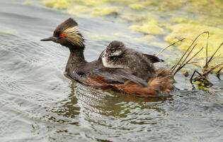 mergulhão orelhudo canadá foto