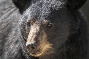 Preto Urso fechar acima foto