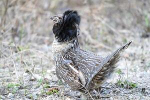 bagunçado galo silvestre Saskatchewan foto