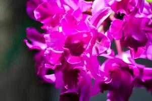 cattleya orquídea, orquídea ou branco orquídea ou Orchidaceae ou roxa orquídea foto