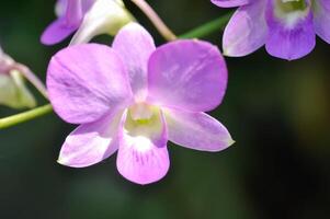 roxa orquídea ou branco e roxa orquídea flor, orquídea ou Orchidaceae foto