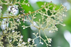 tectona grande, teca ou lamiaceae ou teca plantar ou teca semente ou teca e flor foto