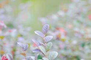 loropetalum chinense , chinês franja flor ou chinês bruxa avelã ou loropetalum ou hamamelidaceae foto