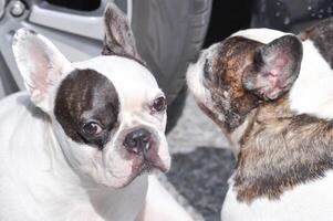 cachorro , francês buldogue ou velho cachorro foto