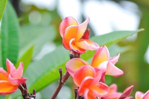 frangipani, frangipani flor ou pagode árvore ou laranja flor foto