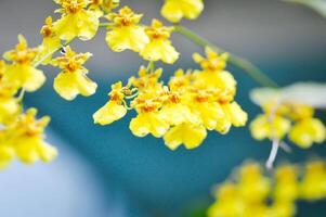 amarelo oncídio orquídea ou amarelo orquídea flor ,orquídea foto