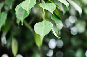 ficus benjamina eu, moraceae ou dourado FIG ou chorando FIG e chuva gotícula foto