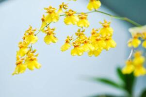 amarelo oncídio orquídea ou amarelo orquídea flor ,orquídea foto