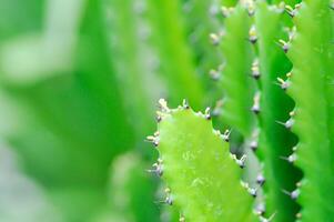 cacto plantar ou eufórbio ou eufórbio mayurnathanii , eufórbia lactea ou eufórbio lacei craib foto