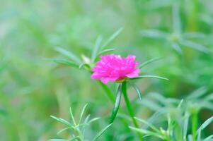 comum beldroega Verdolaga , portulaca olerácea eu ou pequeno hogweed ou pigweed ou pusley ou Verdolaga ou portulacaceae foto