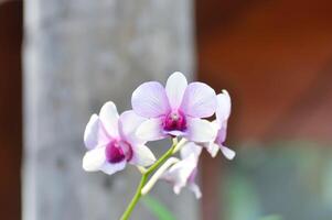 roxa orquídea ou branco e roxa orquídea flor, orquídea ou Orchidaceae foto