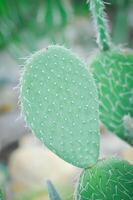 opuntia atum, angiospermas ou opuntia ou cactaceae ou atum cacto ou espinhoso peras foto