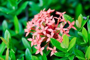 ixora chinensis idiota, ixora spp ou zephyranthes ou oeste indiano jasmim foto