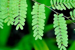 tamarindo indica eu, indiano encontro ou Tamarindo ou fabaceae e chuva solta foto