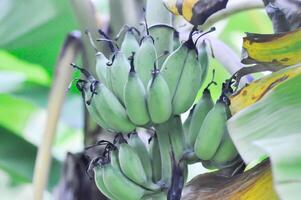 banana ou banana plantar, banana árvore ou banana Flor foto