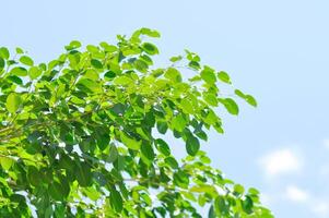 banyan árvore ou ficus annulata ou ficus bengaliense e céu foto