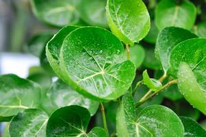 poliscias fruticosa eu prejudica, poliscias fruticosa ou araliaceae e orvalho solta foto